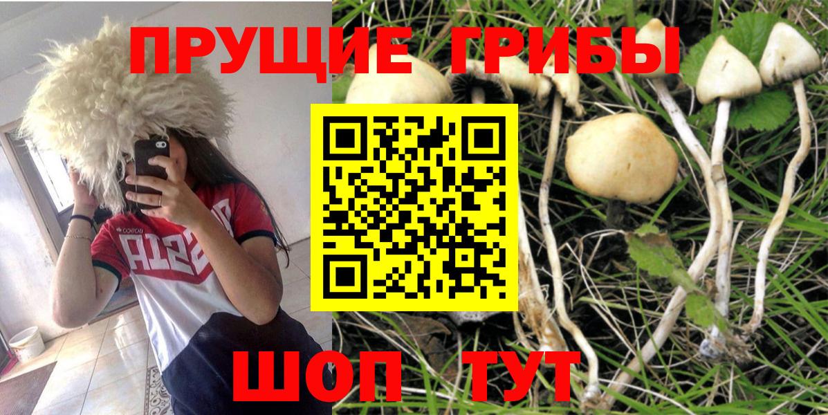 Сланцы  Псилоцибиновые грибы мицелий  Вход с VPN 